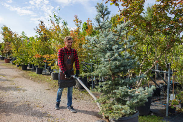  Normandy Park, WA Tree Removal and Landscaping Services Pros